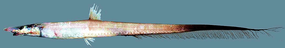 Aldrovandia affinis_04.jpg